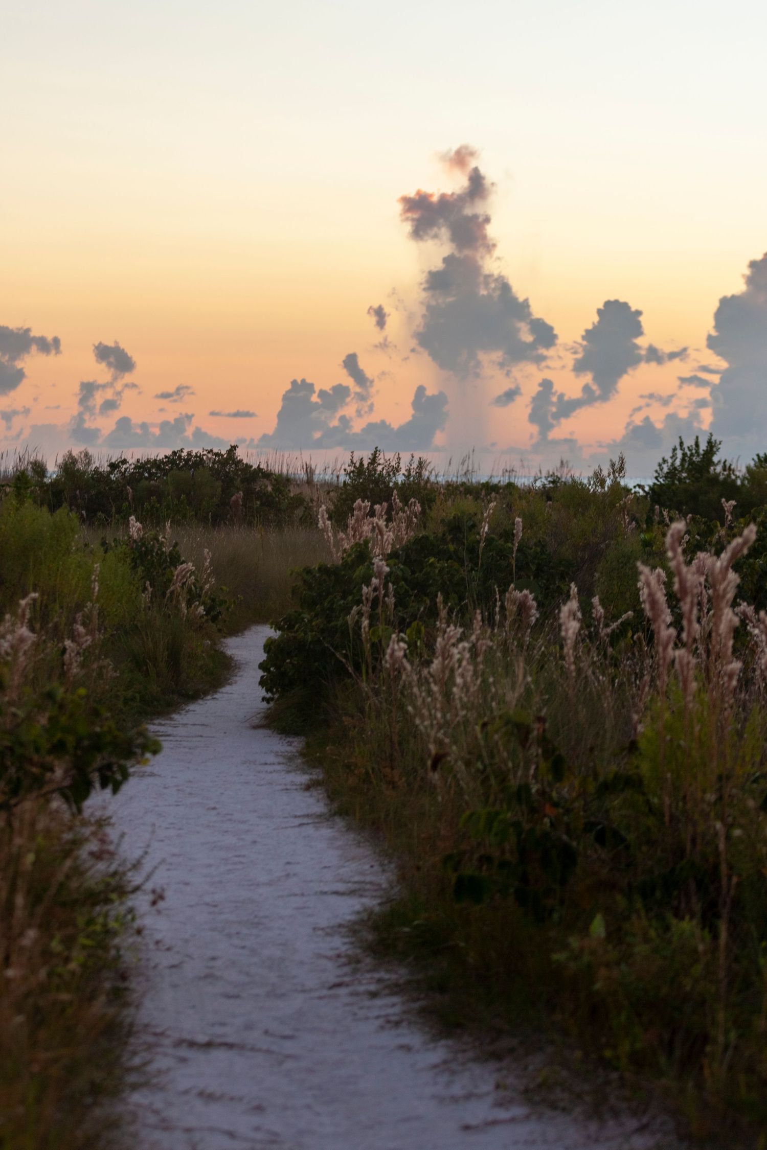 sand path between beach vegetation in the blue hour in Tigeretail Beach Park and Coastal Reserve on Marco Island, Florida