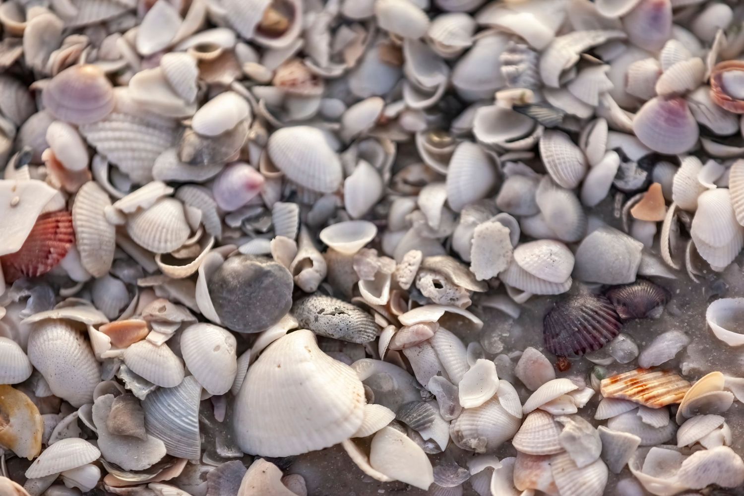 close-up of shells on the beach Marco Island, Florida