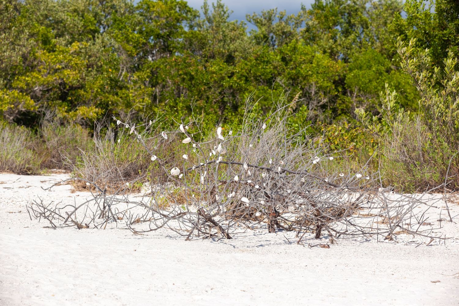 a dead scrubby bush where visitors have hung shells on Tiger Tail Beach on Marco Island, Florida