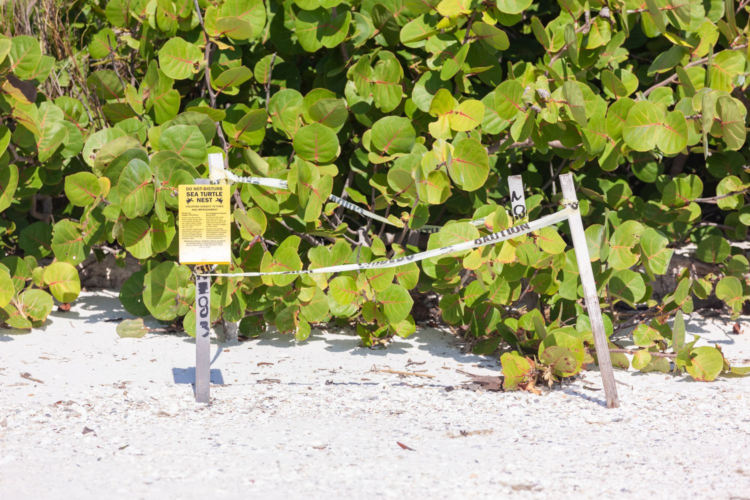 a marked off and sign posted sea turtle nest on Tiger Tail Beach on Marco Island, Florida