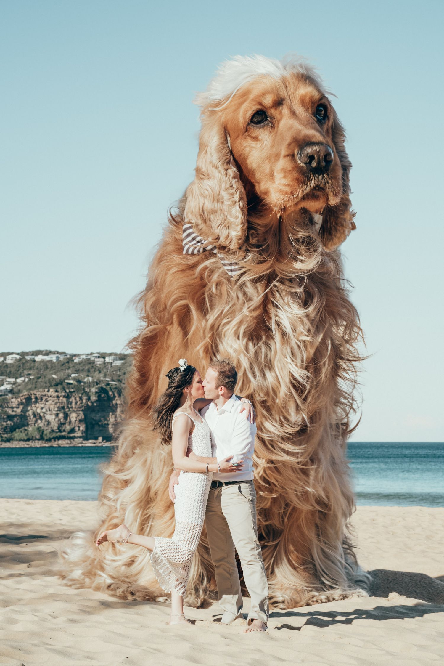 giant dog beach wedding by Bill Chen