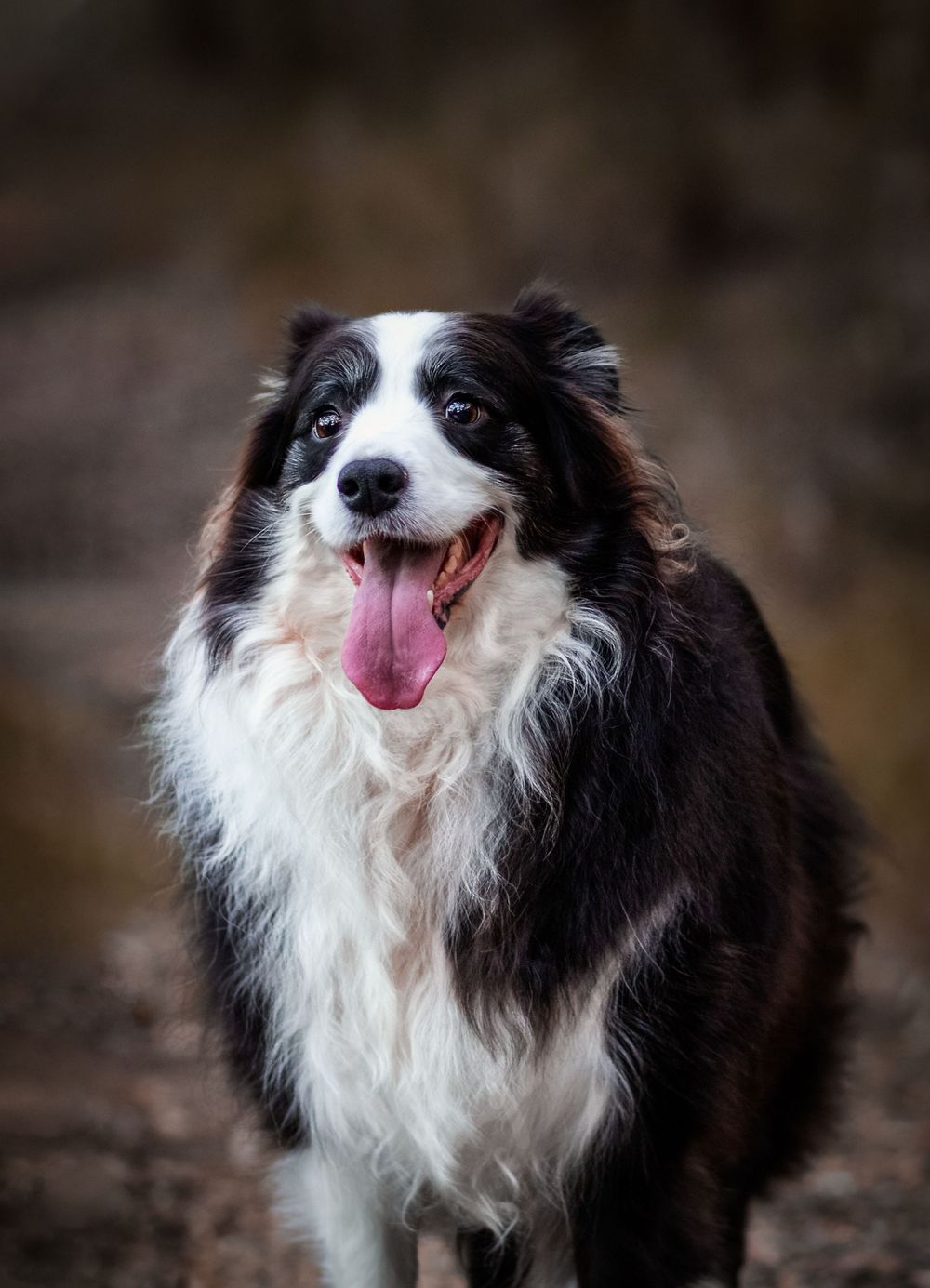 Portrait of sweet old pup