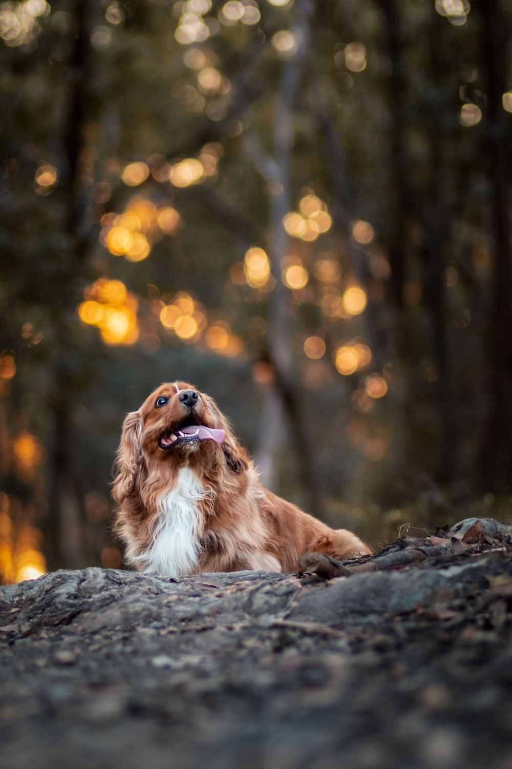 Sweet old pup gazing skyward in the bush at sunset