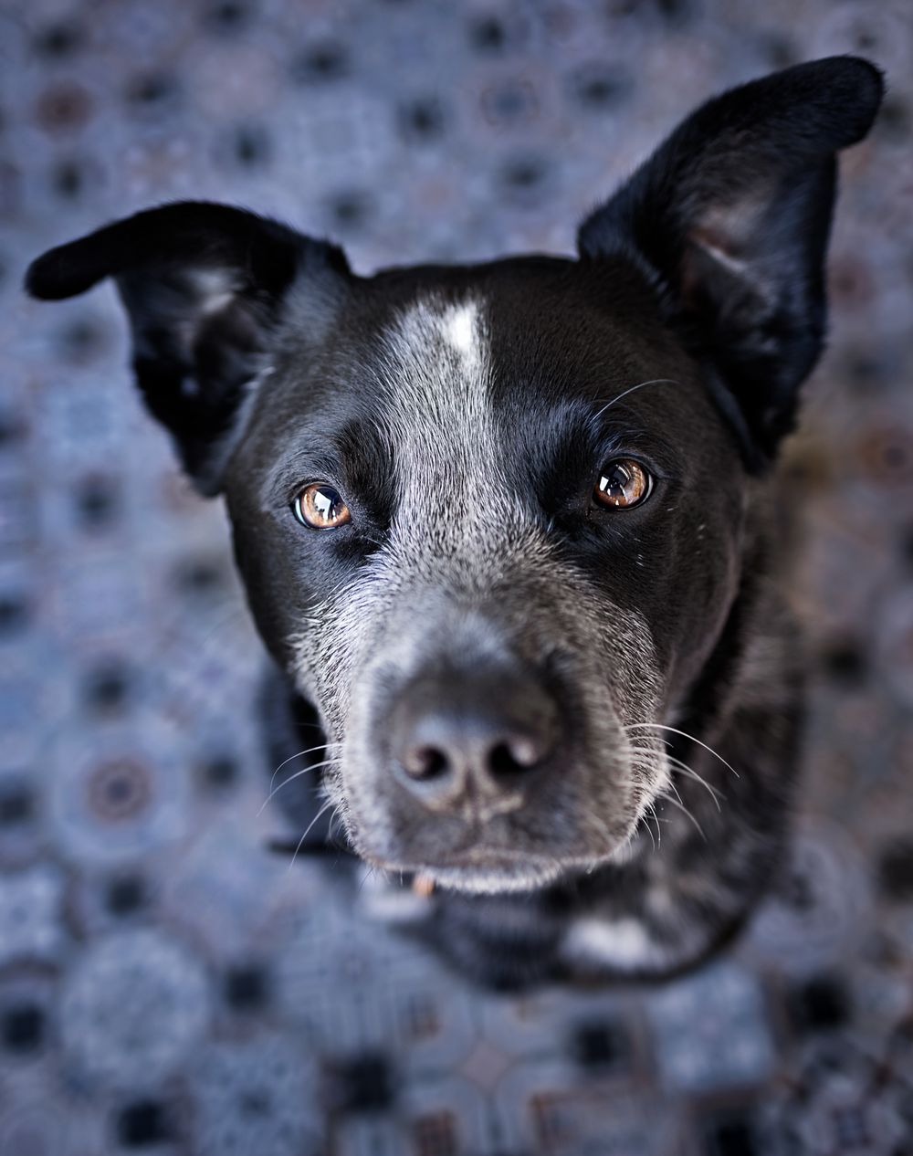 Sweet Cattle dog gazing up at camera