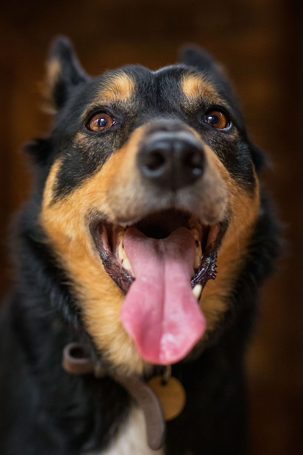 Kelpie gazing at camera