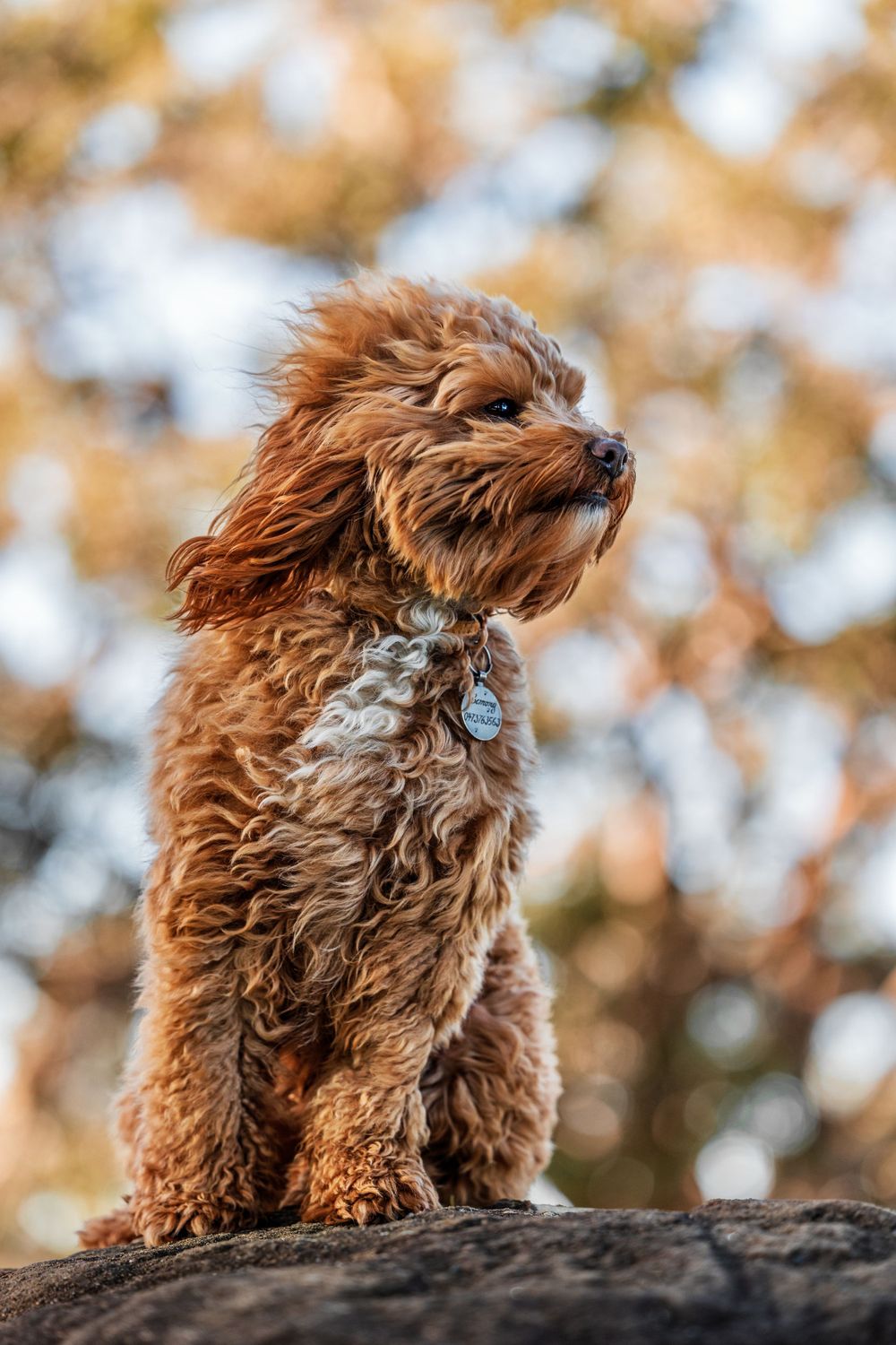 Cavoodle pup leaning into the wind