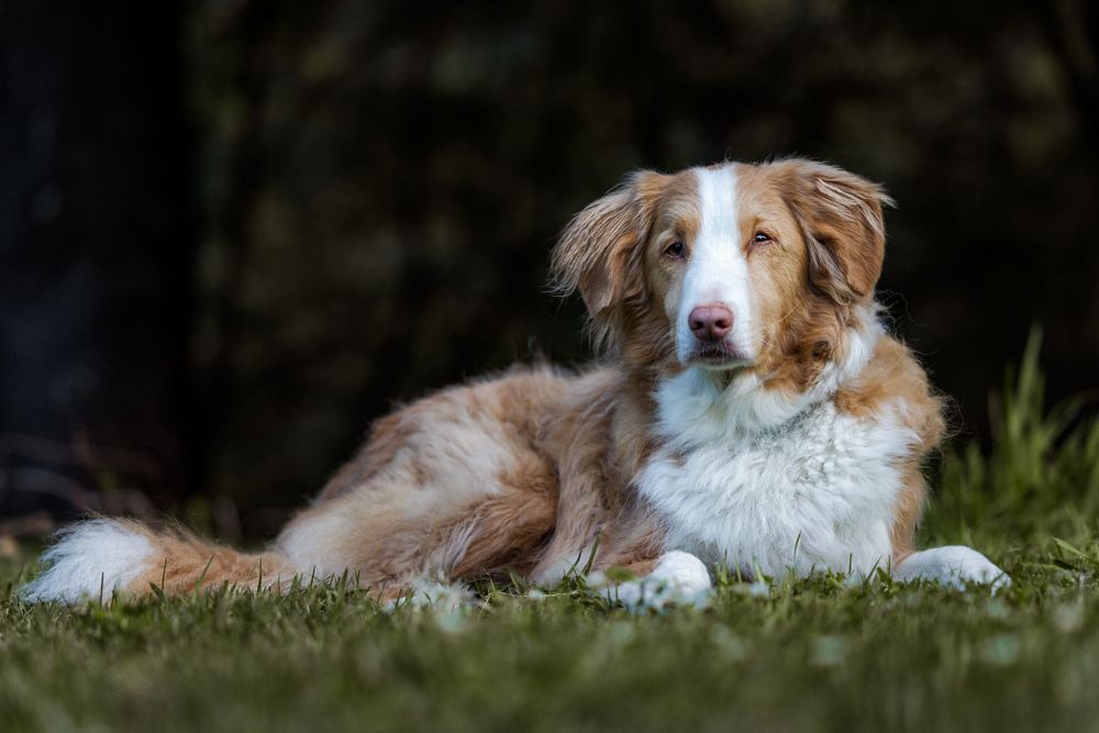 Relaxed Nova Scotia Duck Tolling Retriever camping