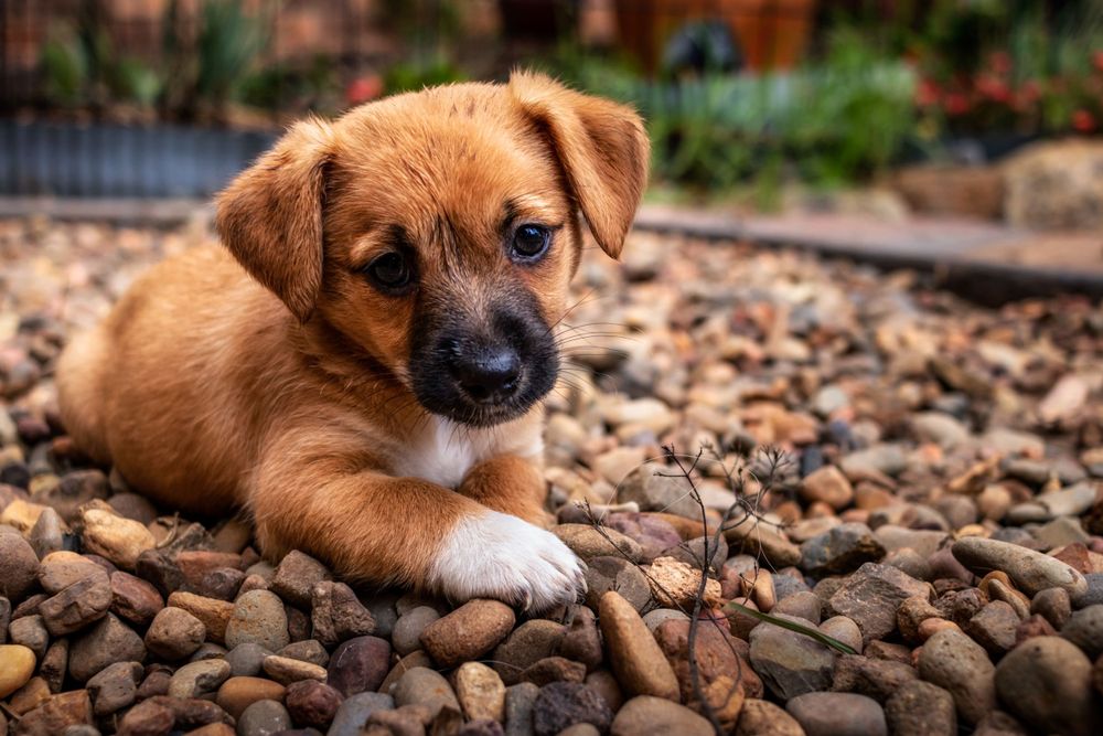 Cute Fox Terrier cross gazing at the camera