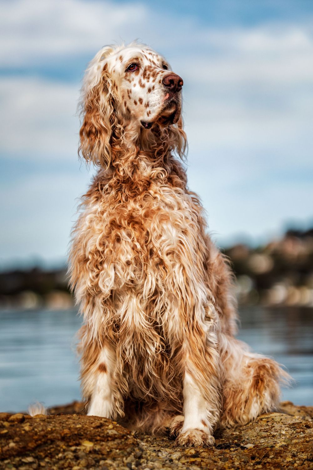 Impressive regal English Setter at lake side