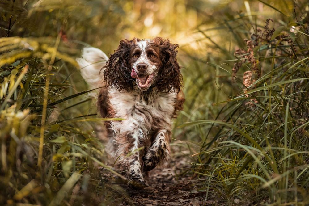 English Springer Spaniel running through the bush