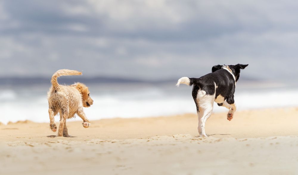 Puppies running along the beach