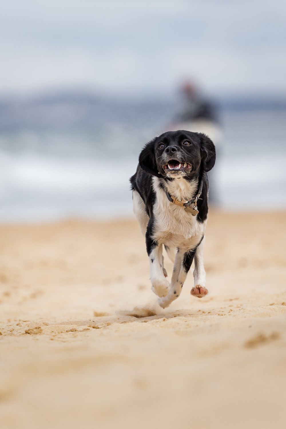 Cavoodle pup running an the beach