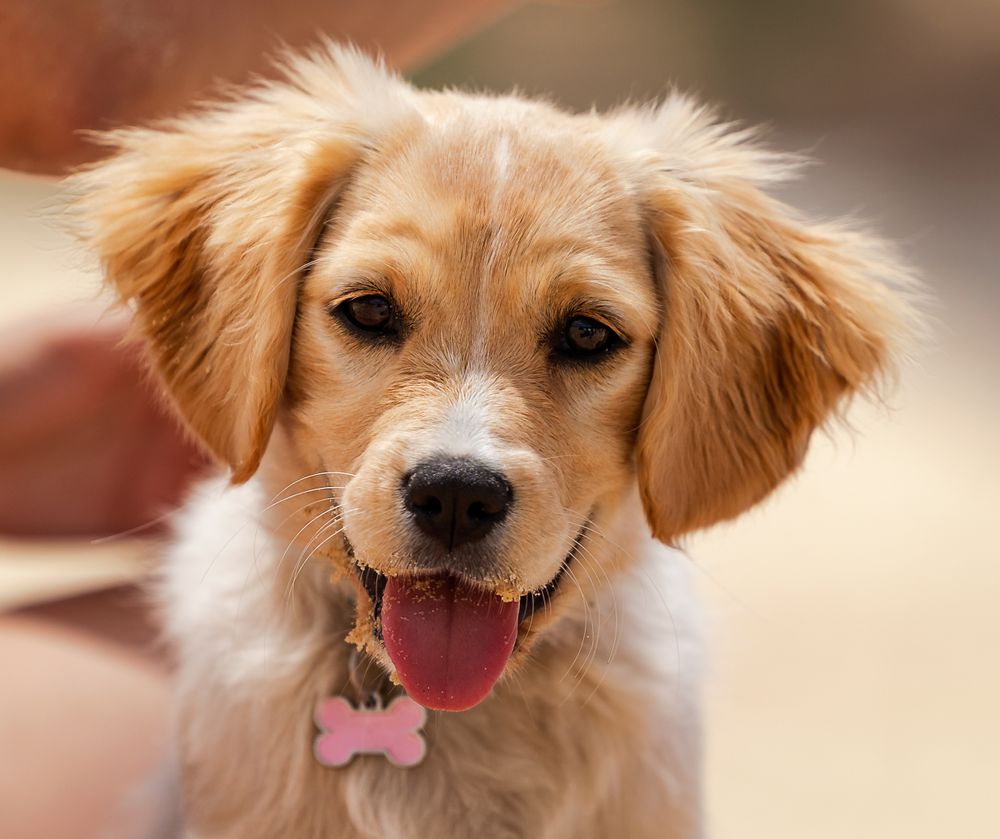 Sweet photo of a Cavoodle puppy at the beach