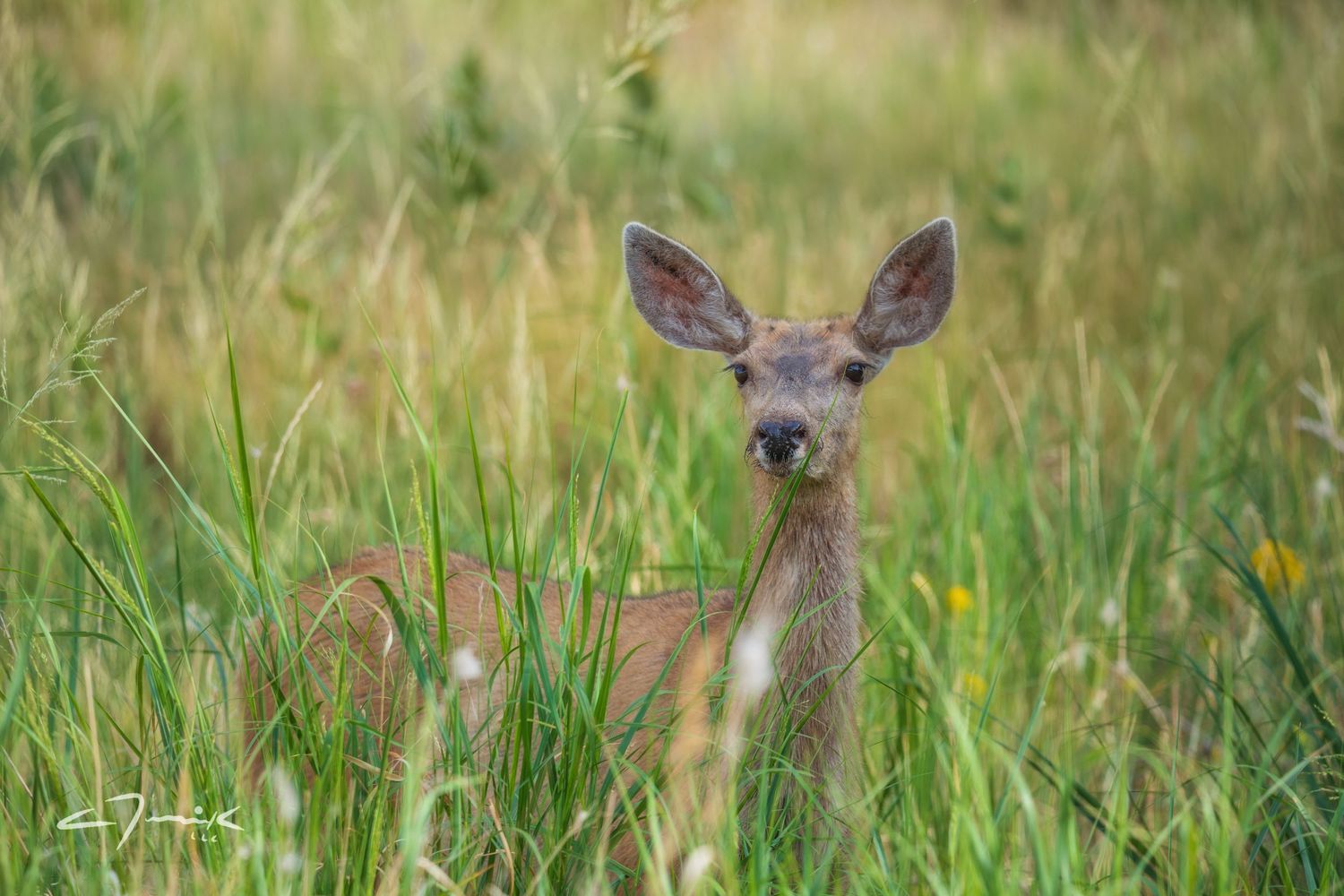 wildlife photography northern colorado