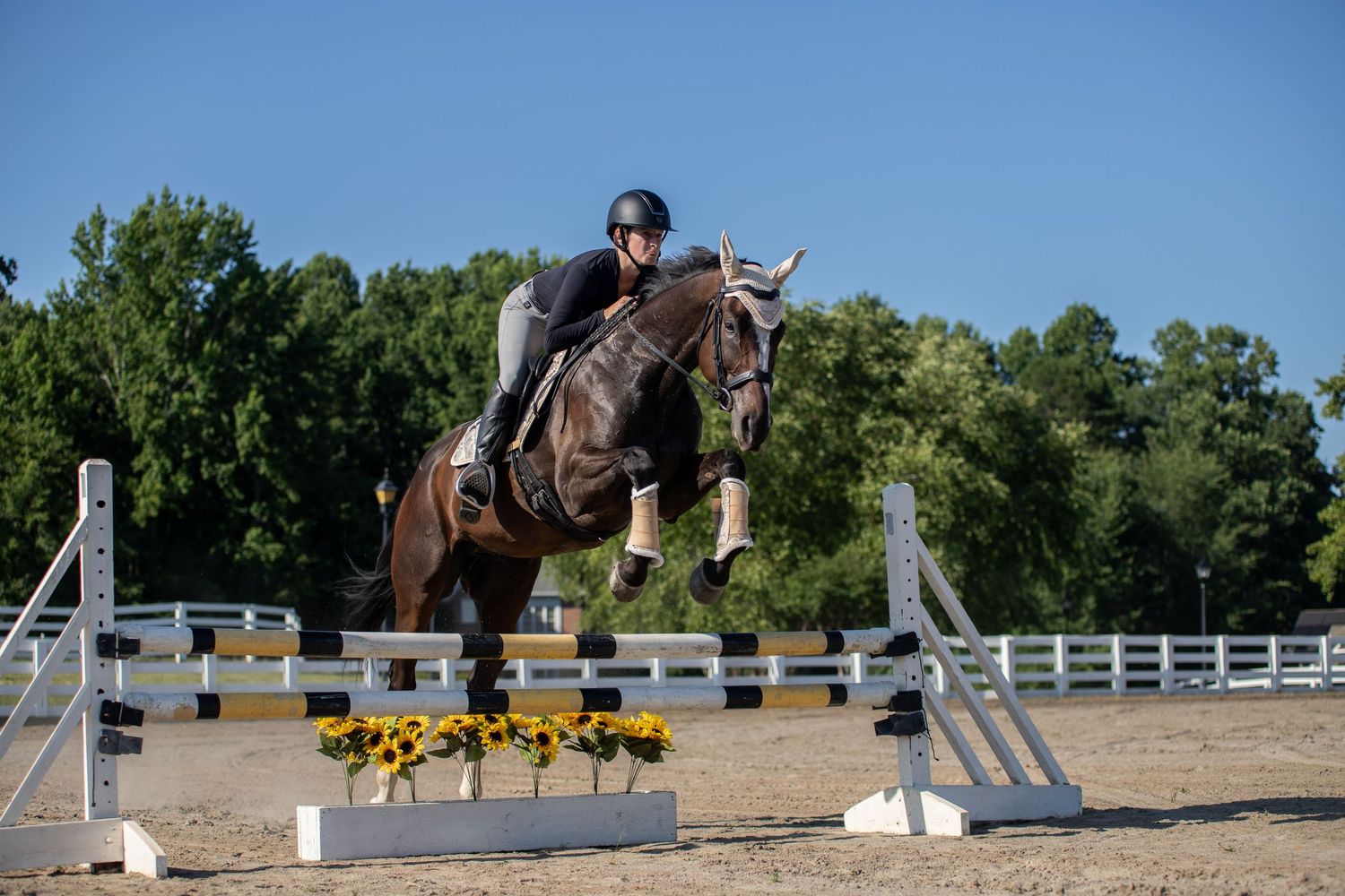 A rider on a dark horse clears a sunflower-decorated jump at an outdoor equestrian show jumping event.