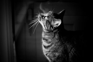 End of Life Pet Photography Melbourne - Bree Ruby Photography