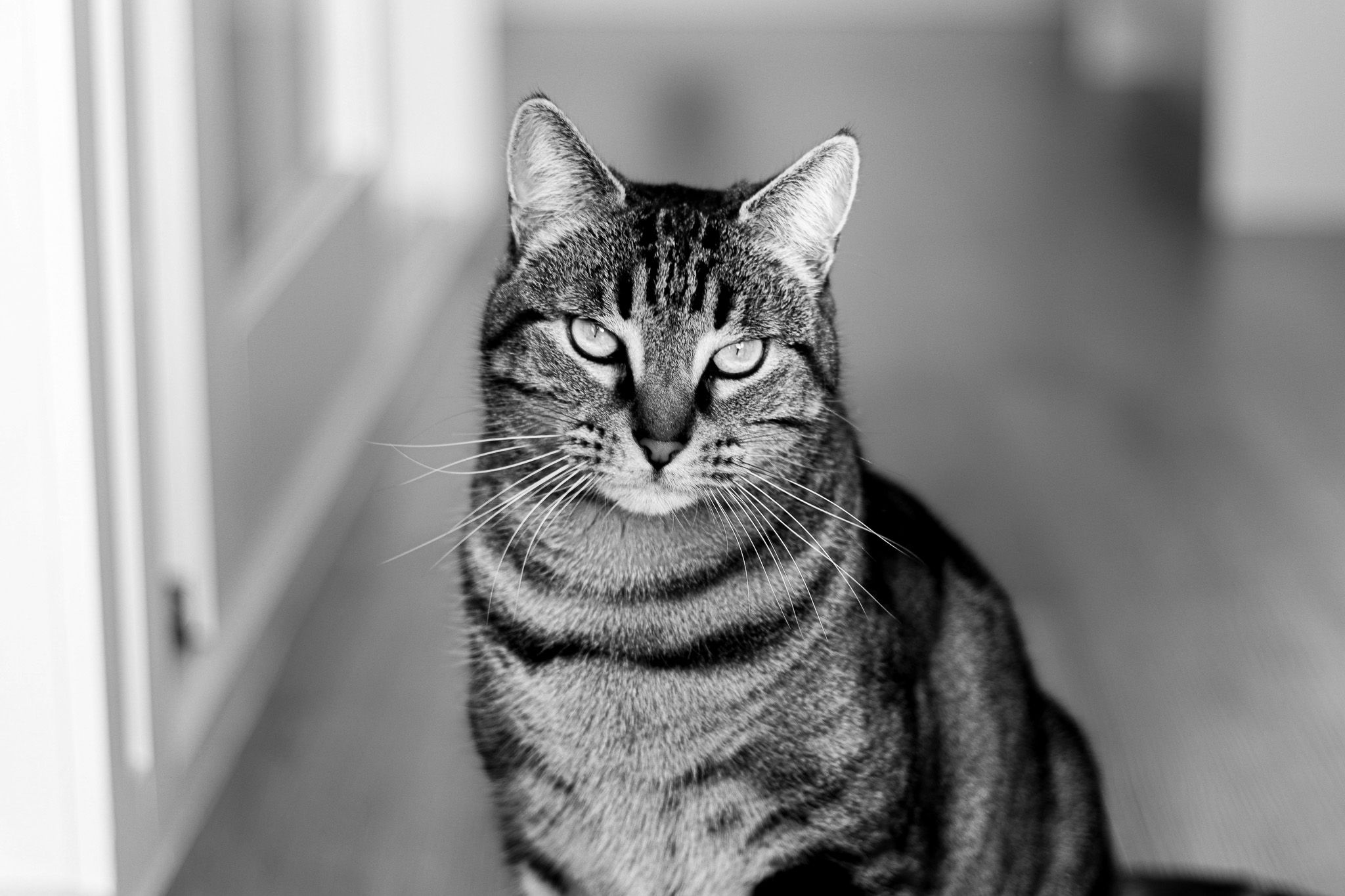 Cat photoshoot Melbourne