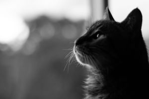 End of Life Pet Photography Melbourne - Bree Ruby Photography