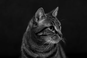 End of Life Pet Photography Melbourne - Bree Ruby Photography