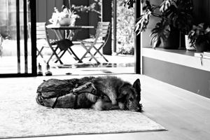 End-of-life pet photographer melbourne