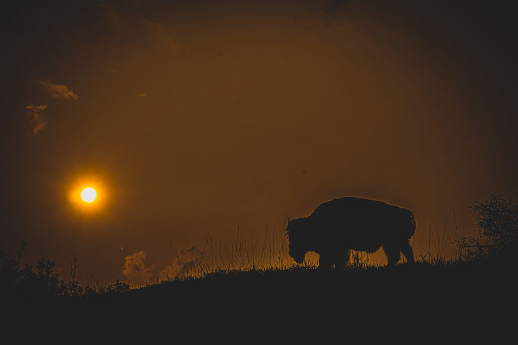 Bison silhouette grazing on a hill against a glowing orange sunset sky at dusk.