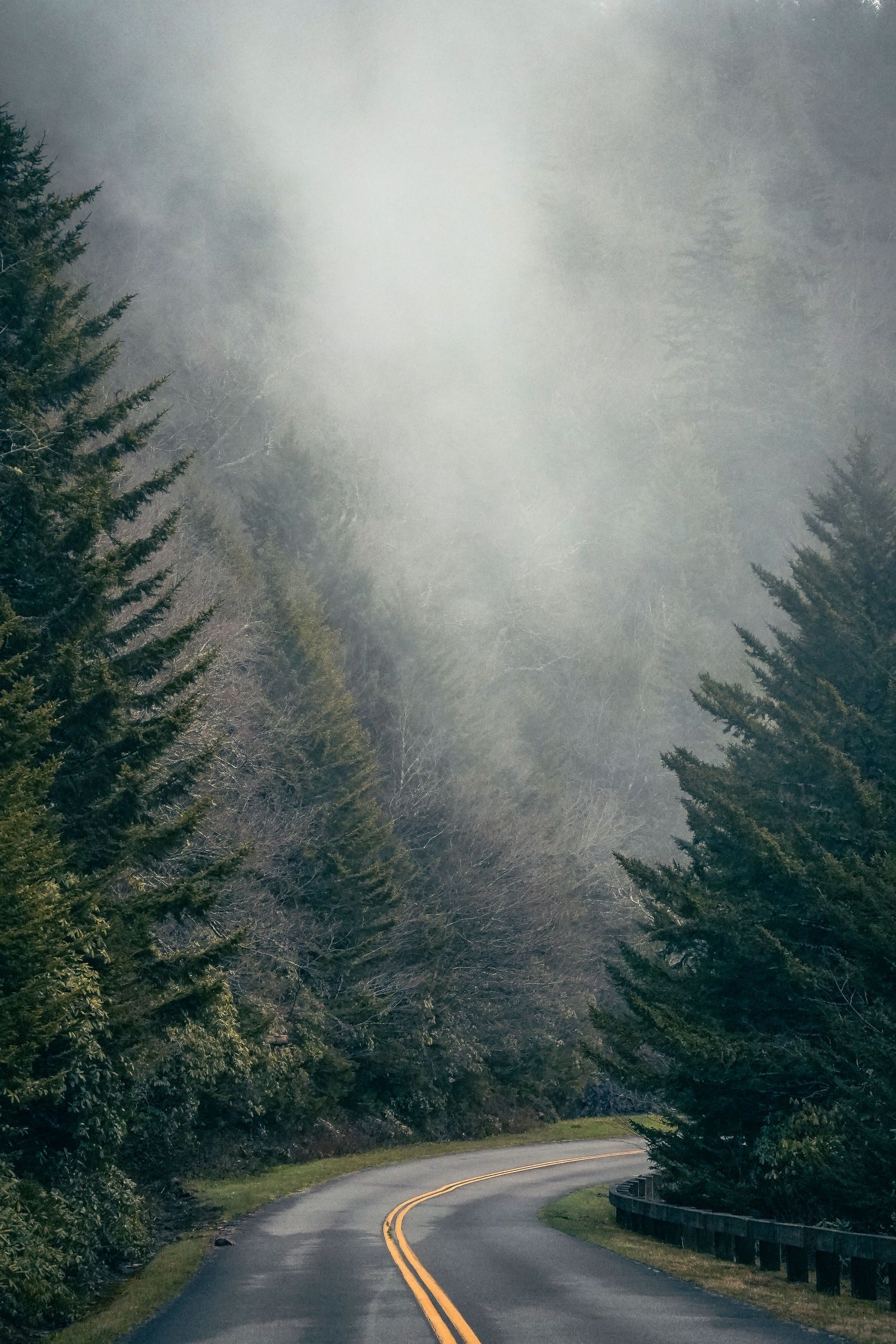 Mist dances above the balsam trees along the Blue Ridge Parkway.