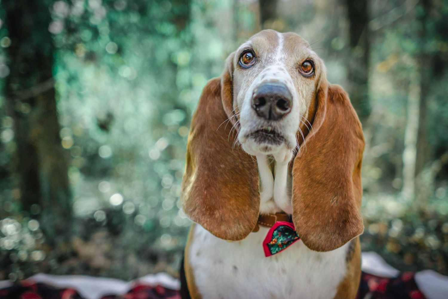 basset hound with christmas bowtie