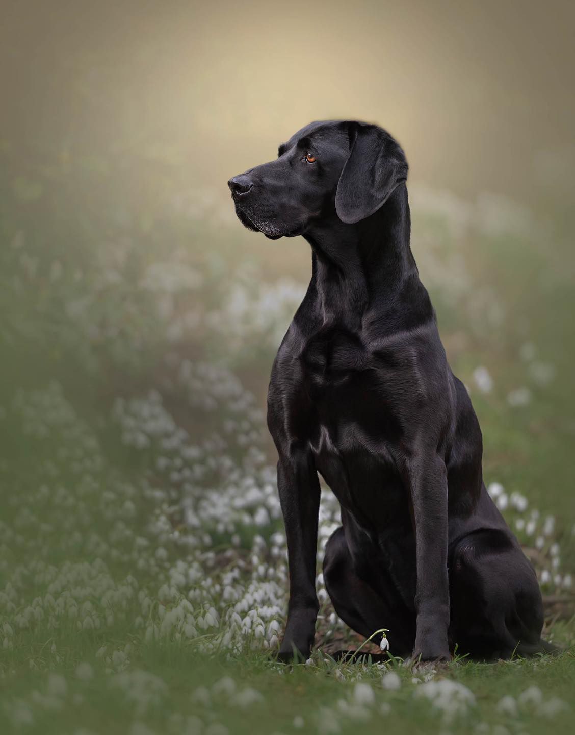 Hannah at My Fair Lady Photography - Equine and Dog Photographer - black Labrador x Weimaraner pictured insome snowdrops