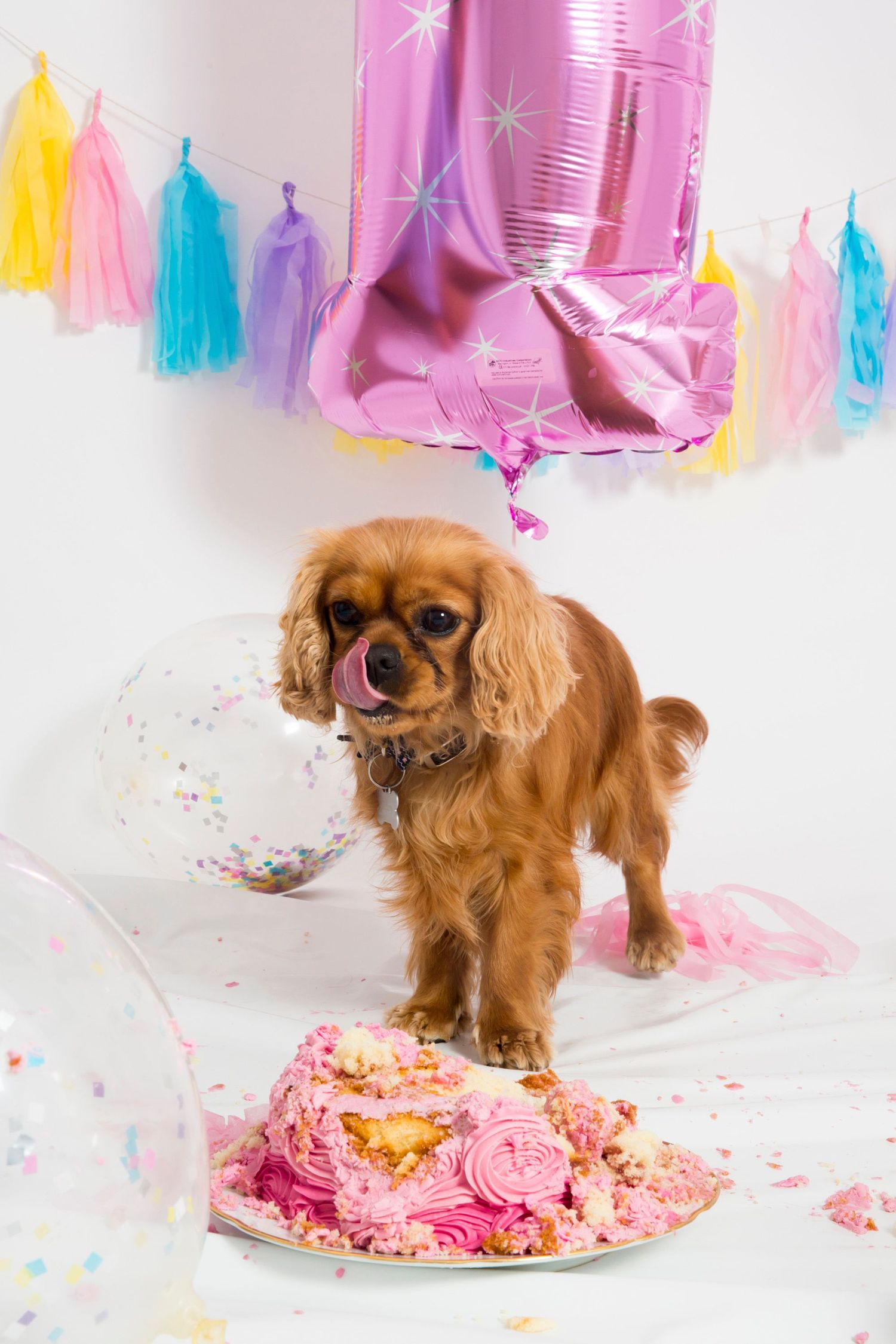 A Cavalier King Charles Spaniel stands on a cake surrounded by pink balloons and party decorations.
