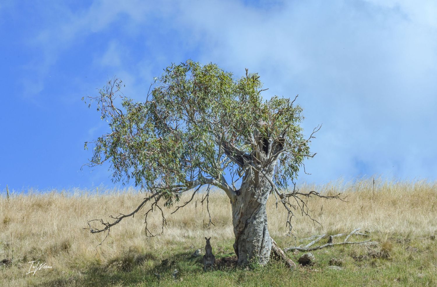 Ancient snow gum