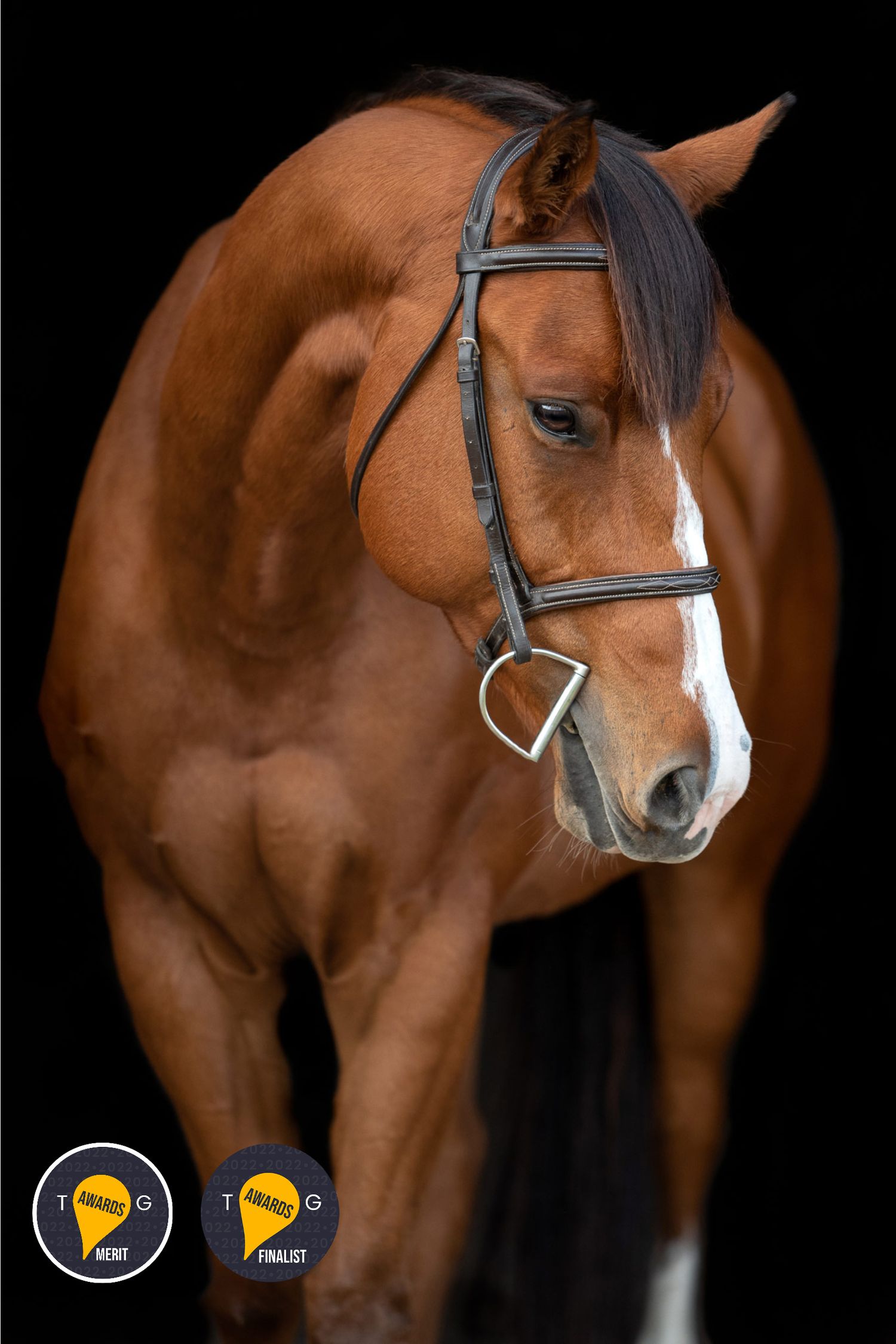 Equine portrait The TOG Awards finalist