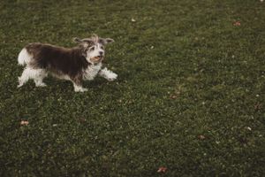 A brown and white dog runs playfully across a green grass lawn on an autumn day.