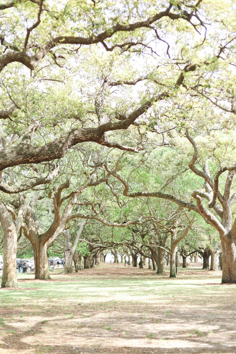 Oak trees in Charleston SC The Battery