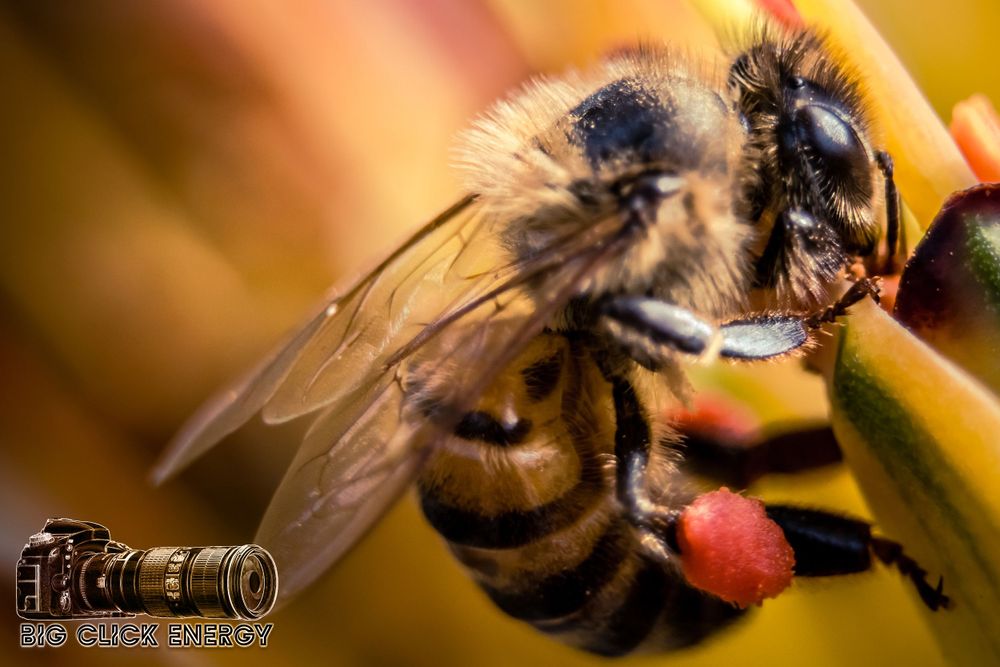 Wild bee captured in animal photography at the Desert Botanical Garden in Phoenix, AZ, showcasing the beauty of the desert outdoors.