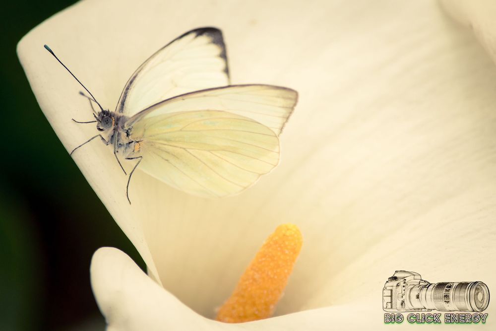 Wild butterfly captured in animal photography at the Desert Botanical Garden in Phoenix, AZ, showcasing the beauty of the desert outdoors.