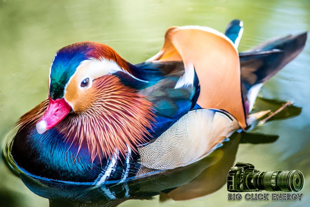 Mandarin duck captured in animal photography at the Phoenix Zoo in Phoenix, AZ, showcasing the beauty of the desert outdoors.