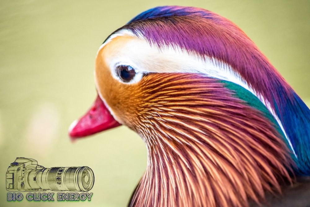 Mandarin duck captured in animal photography at the Phoenix Zoo in Phoenix, AZ, showcasing the beauty of the desert outdoors.