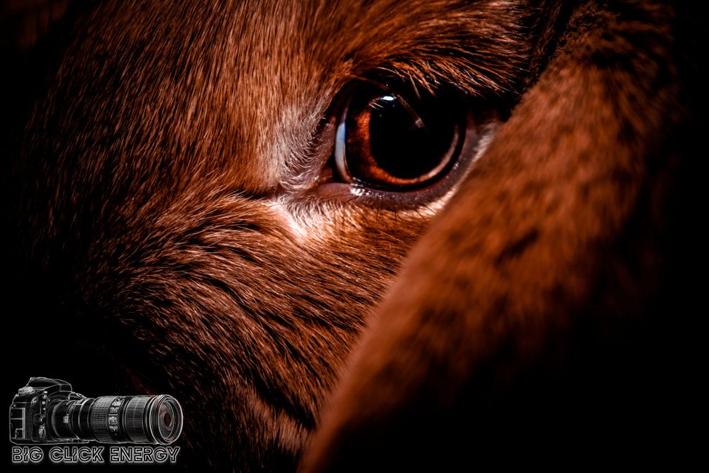 Extreme close-up of a pet rabbit's eye and lop ear, captured in a cute sepia-toned pet photography shot.