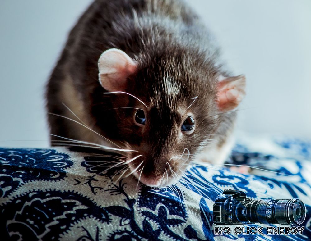 Pet rat sitting sweetly on a silky soft blue and white handkerchief, captured in a gentle animal and pet photography shot.