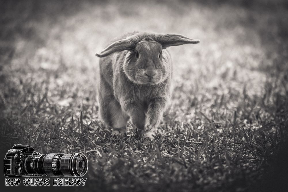 Sepia-toned photo of a lop-eared pet rabbit hopping toward the camera, captured in a charming pet photography moment.