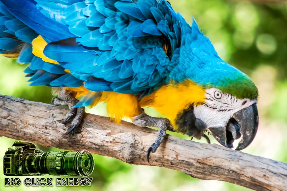 Blue and yellow exotic parrot captured in wild animal photography at the Phoenix Zoo, outdoors in the desert of Phoenix, AZ.
