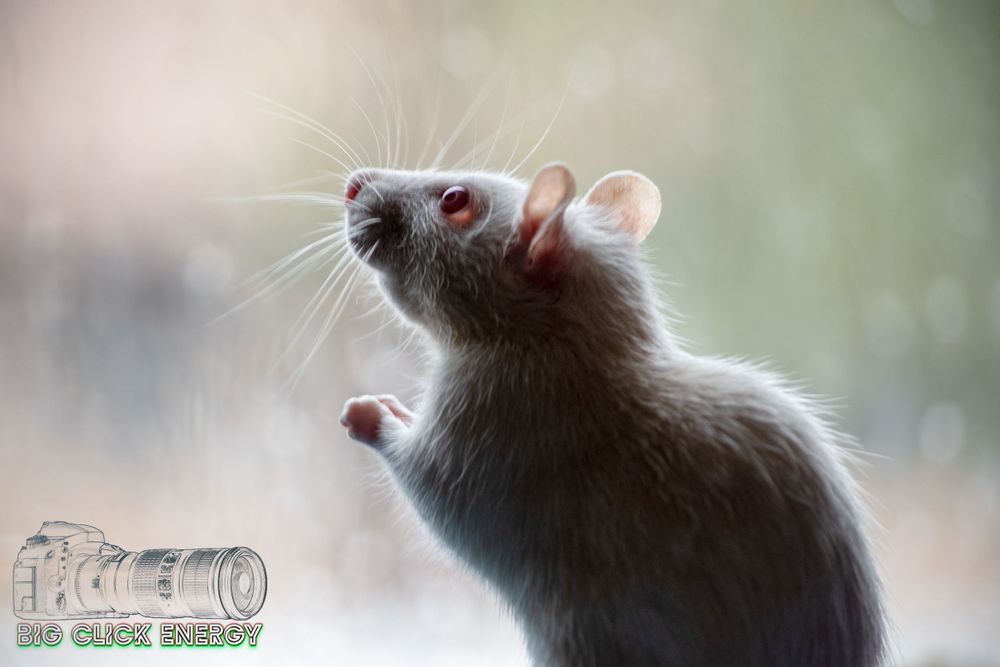 Albino rat with red eyes and small hands clasped, looking out a window on a rainy day, captured in a pet photoshoot indoors in Phoenix, AZ.