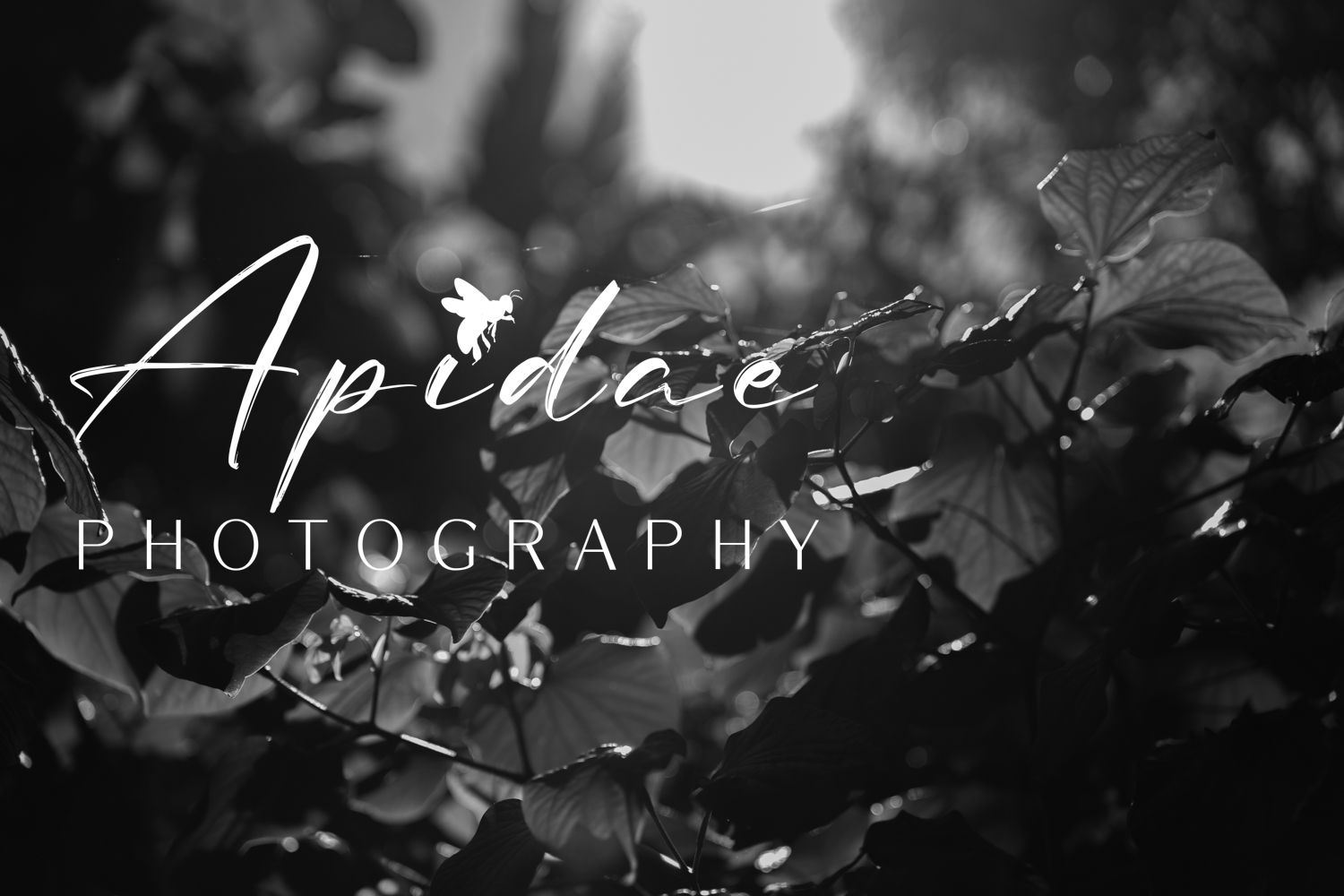 Apidae Photography Melbourne Western Suburbs