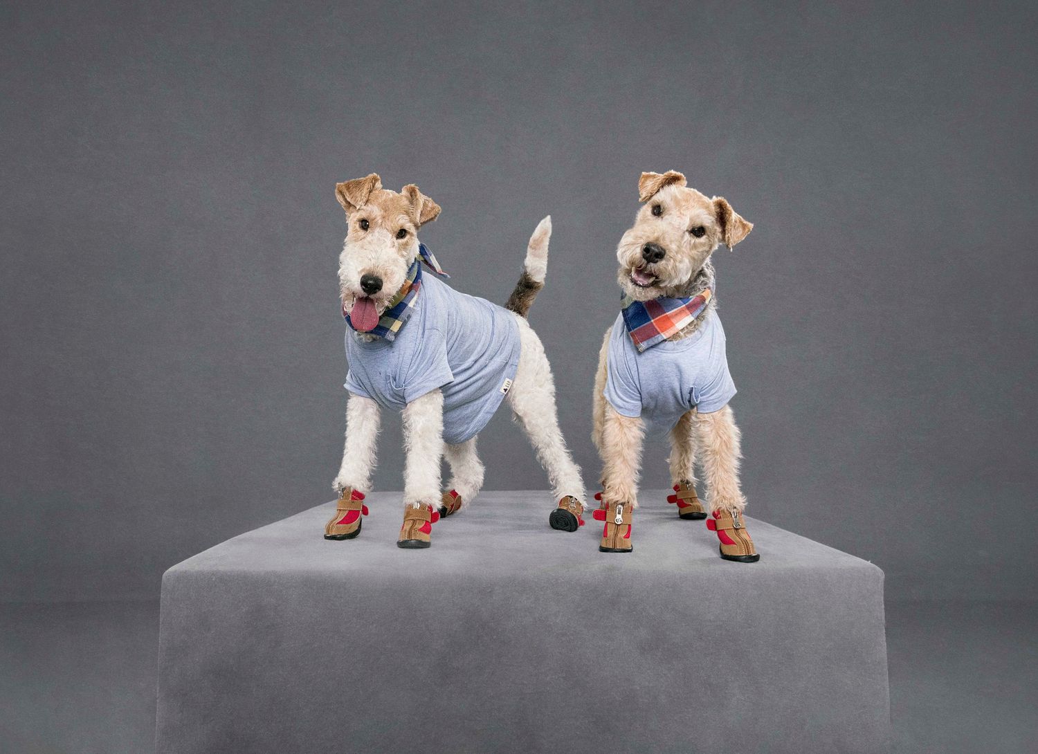 Professional pet photography in Toronto