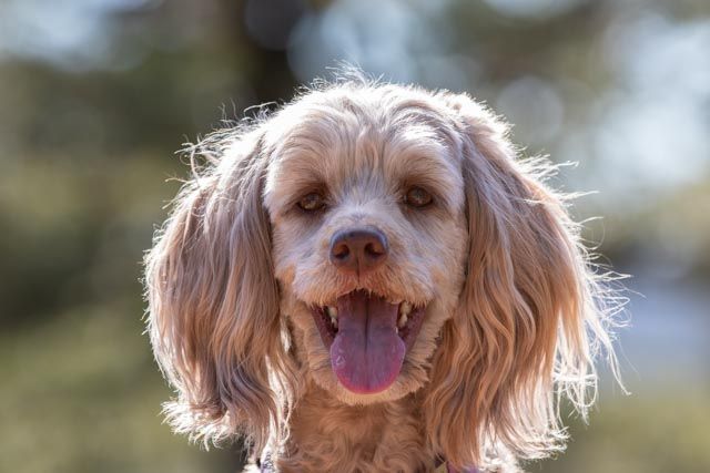 dog head shots