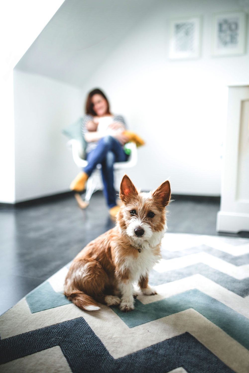 Small terrier dog sitting on chevron rug while someone relaxes in background.