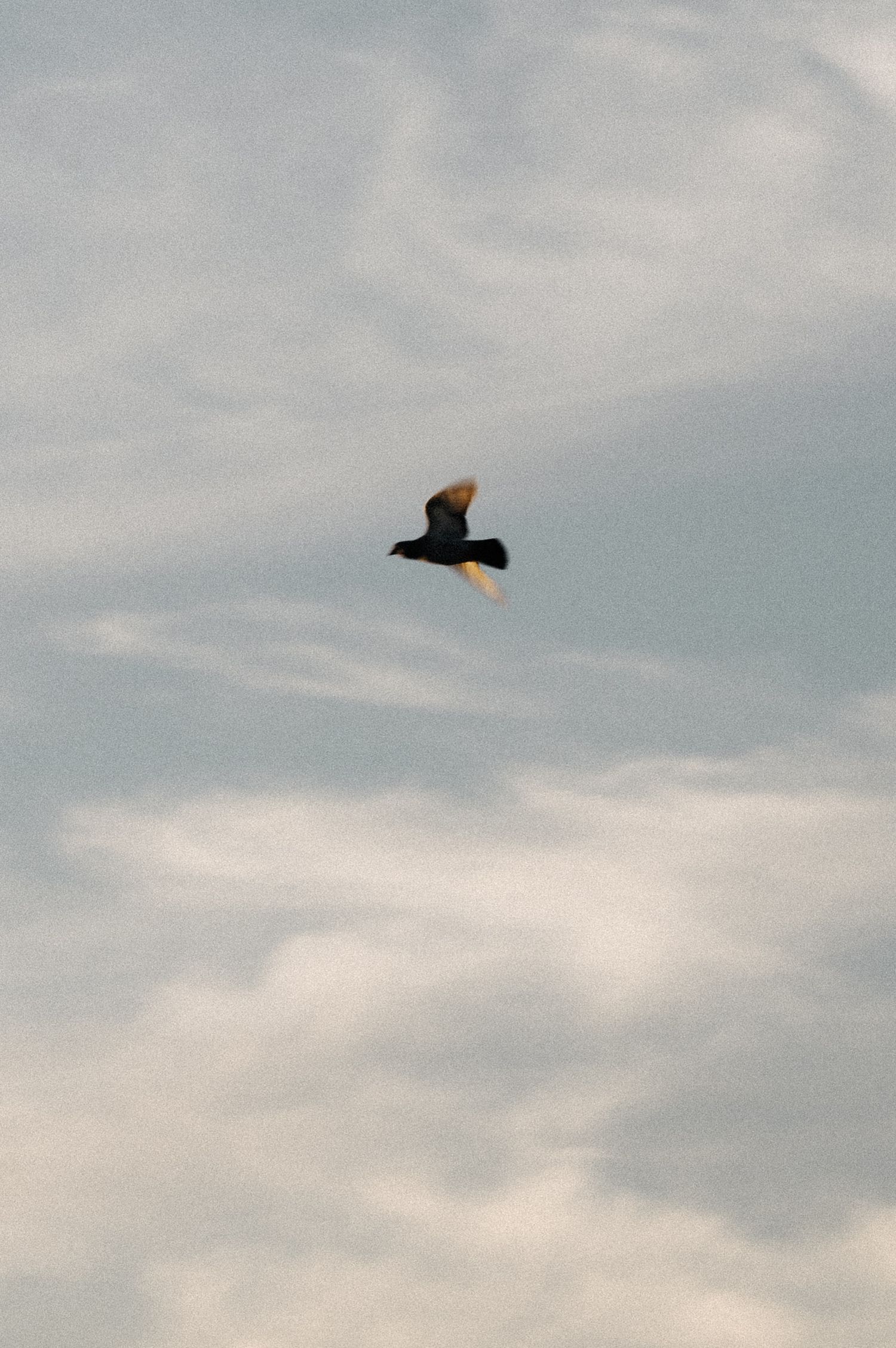 A lone bird soars against a cloudy gray sky in flight.