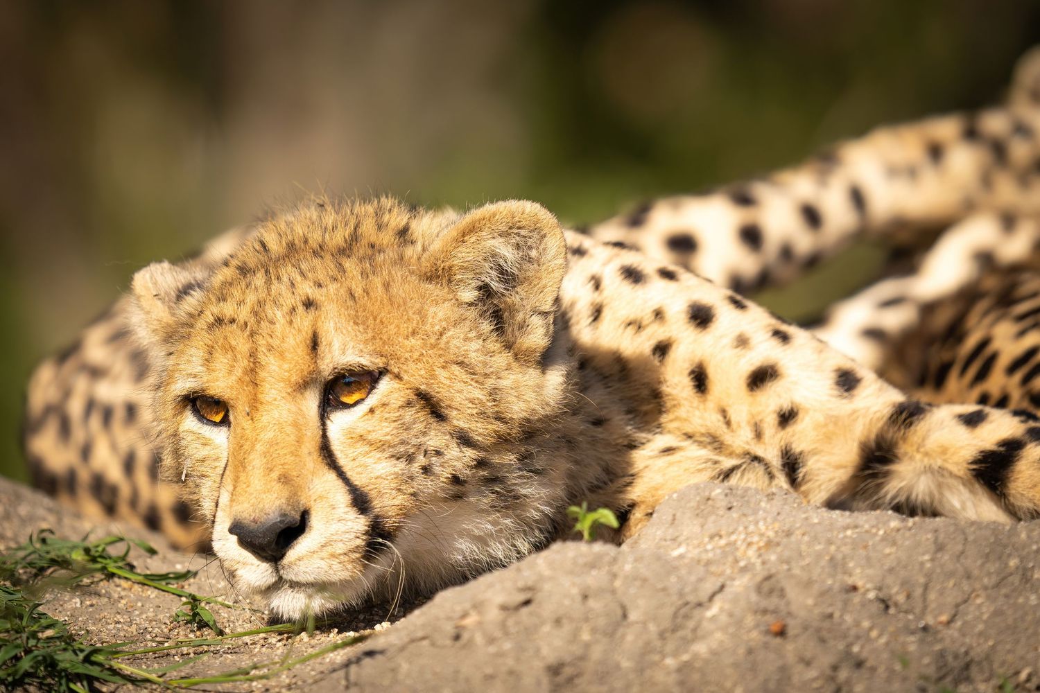 Close-up view of a cheetah's spotted fur pattern in warm sunlight.