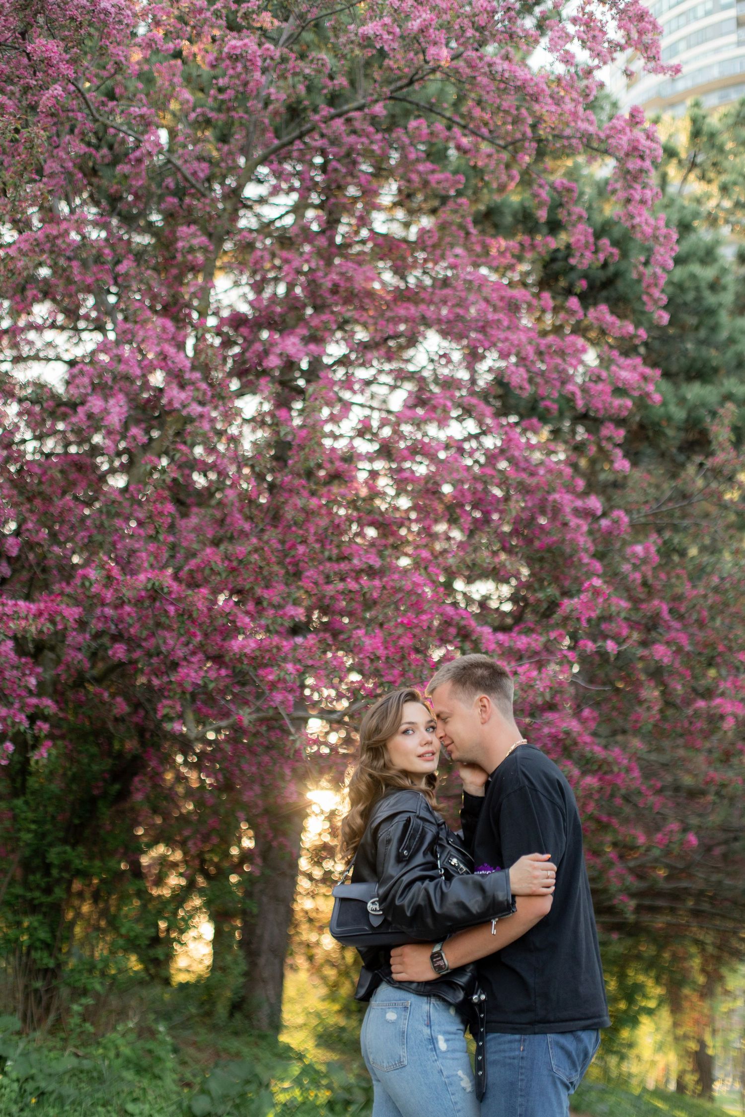 A couple embraces beneath vibrant pink cherry blossoms during sunset.