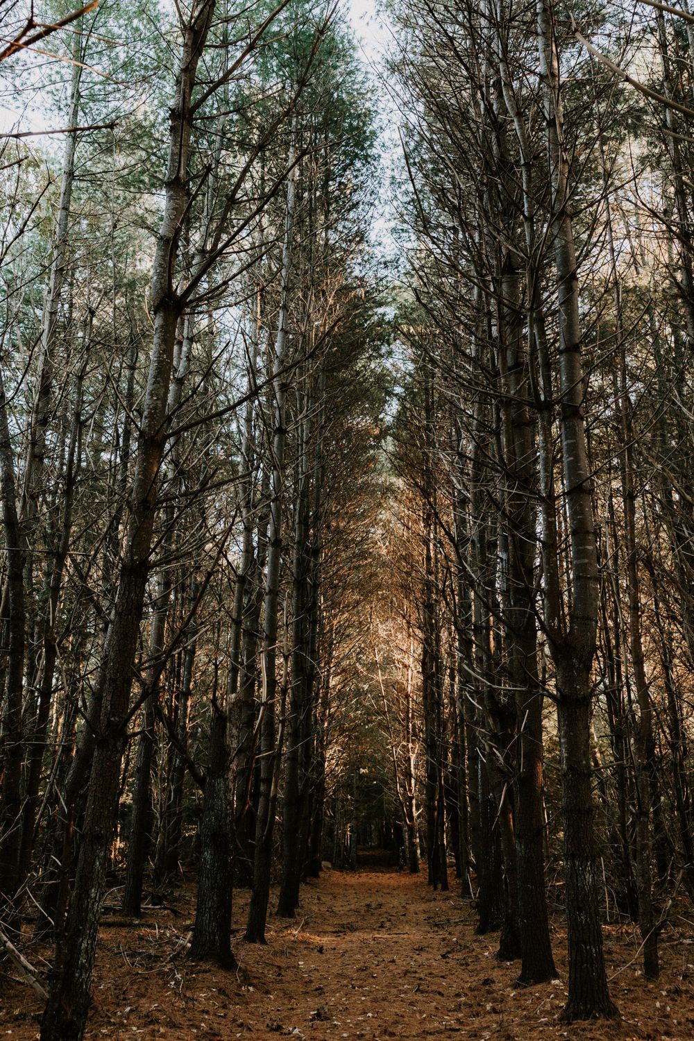 Tall pine trees lining a forest path covered in fallen leaves during autumn season.